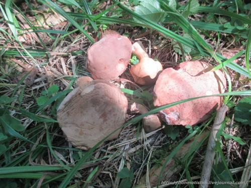 Белые грибы настоящие и ложные. Как отличить настоящий белый гриб от ложного?