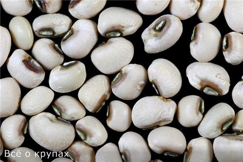 Фасоль это крупа. Чем полезна фасоль