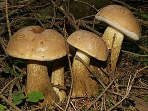 Белый гриб в сосновом лесу. Рядовки 14