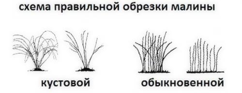 Уход за малиной в августе. Что сделать с малиной в августе-сентябре, чтобы на следующий год был отменный урожай
