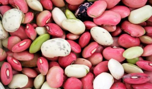 Фасоль это белок. Состав, калорийность и пищевая ценность фасоли