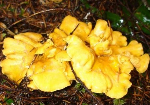 Сколько растет подосиновик после дождя. Дневник грибника.Скорость роста грибов. 10