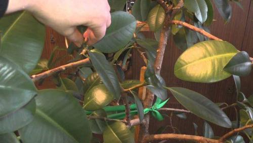 Как обрезать фикус каучуконосный. Описание и особенности культуры 18