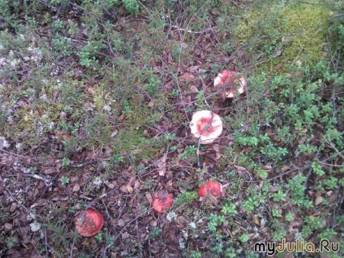 Рыжики в кляре. 