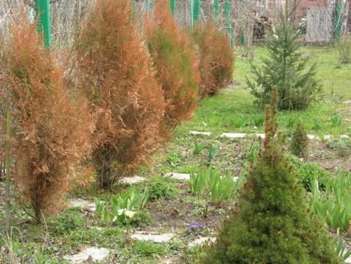 Сохнут кончики туи. Недостаточный или неправильный уход за туей