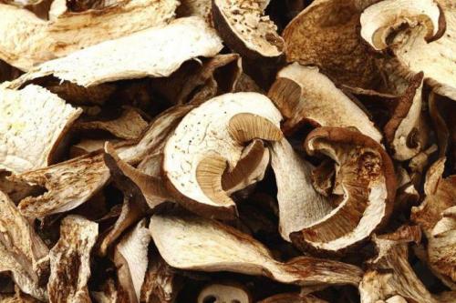 Как выглядит гриб козленок. Противопоказания 04