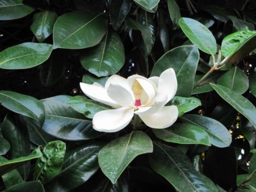 Как обрезать фикус каучуконосный. Описание и особенности культуры 03