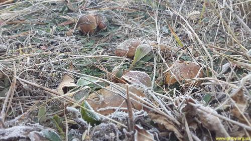 Грибы в сосновом лесу в октябре. Какие грибы растут в октябре