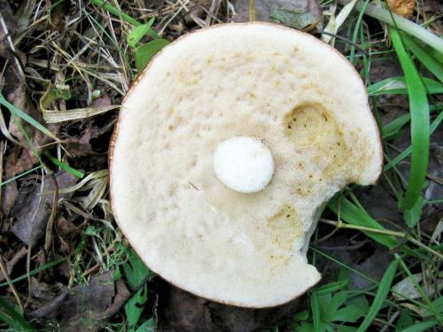 Как называется гриб с коричневой шляпкой и коричневой ножкой. Популярные съедобные трубчатые 28