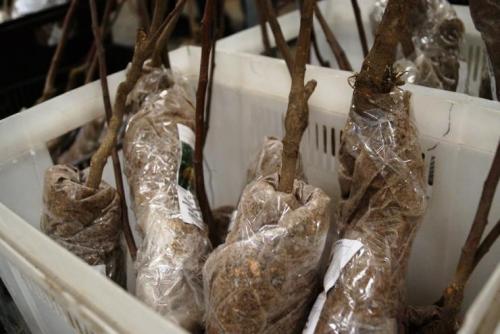 Правильная посадка ремонтантной малины осенью. Как правильно сажать ремонтантную малину 06 Правильная посадка ремонтантной малины осенью. Как правильно сажать ремонтантную малину 06