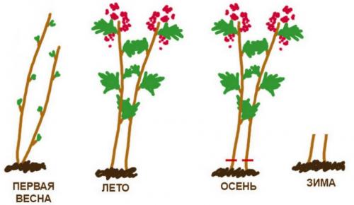 Подготовка ремонтантной малины к зиме. Что такое ремонтантная малина