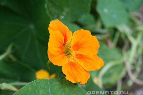 Какие ягоды растут в лесу осенью. Съедобные ягоды в лесу 02