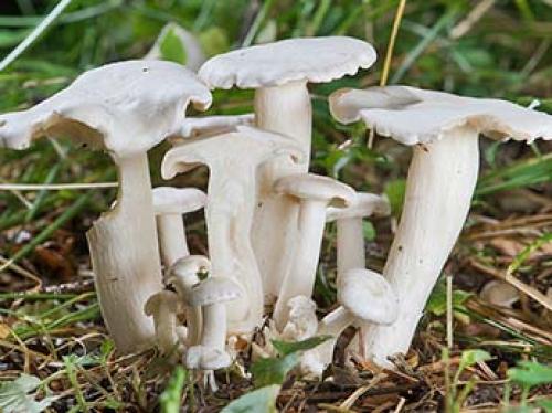 Белый гриб в сосновом лесу. Рядовки 11