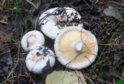 Волнушки и рыжики грибы. Рыжики, волнушки, грузди. Солим, едим 17