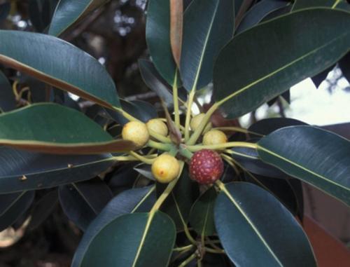 Как обрезать фикус каучуконосный. Описание и особенности культуры 04