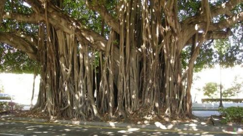 Как обрезать фикус каучуконосный. Описание и особенности культуры 02