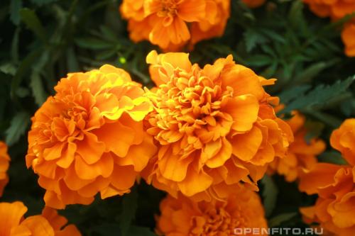 Какие ягоды растут в лесу осенью. Съедобные ягоды в лесу 03