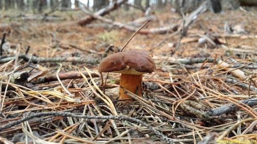 Грибы в сосновом лесу в октябре. Какие грибы растут в октябре