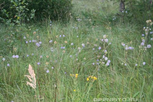 Какие ягоды растут в лесу осенью. Съедобные ягоды в лесу 05