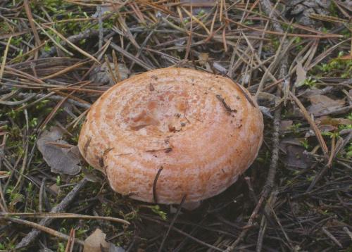 Похожие на рыжики грибы. Грибы рыжики: виды, вкус, где растут? 06