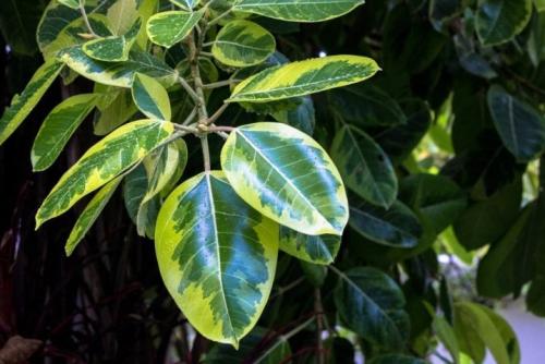 Как обрезать фикус каучуконосный. Описание и особенности культуры 05