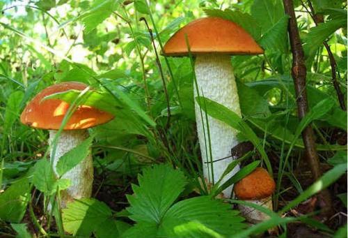 Какие грибы растут под соснами. Когда и где растут грибы