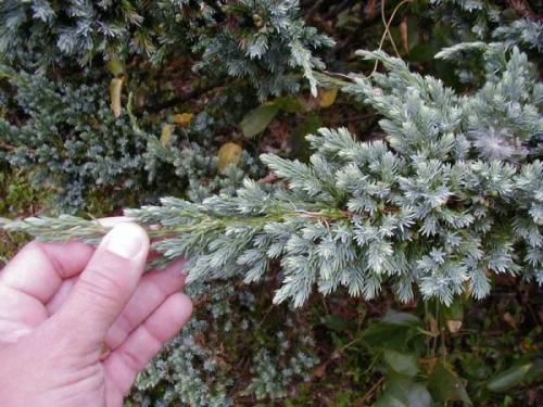 Можжевельник чешуйчатый укрытие на зиму. Описание можжевельника Мейери