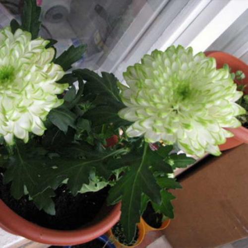 Хризантемы выращивание и уход зимой. Общая подготовка к зимовке 02