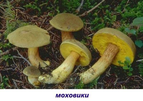 Гриб белая шляпка коричневая ножка. Популярные съедобные трубчатые
