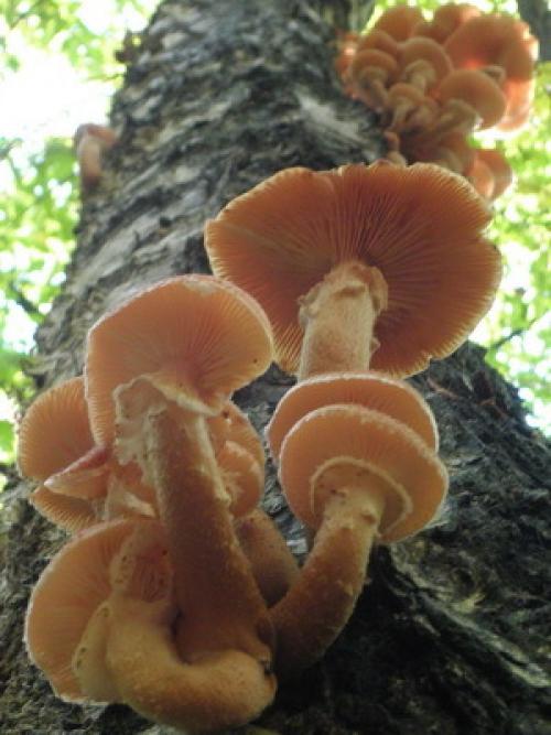 Лесные съедобные грибы растущие на деревьях. Съедобные грибы опята, которые растут на живых деревьях (с фото)