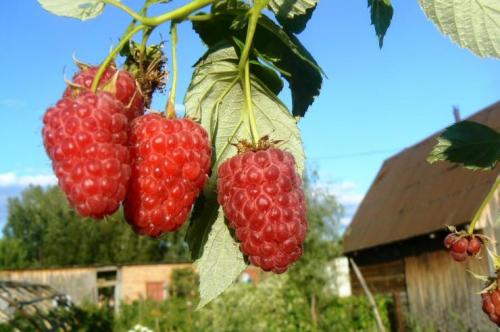 Пересадка ремонтантной малины осенью.     Обрезка ремонтантной малины осенью 02