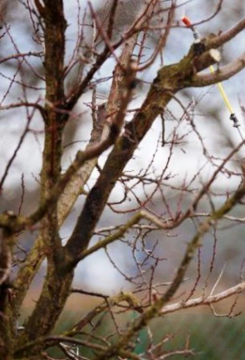 Обработка сада осенью железным купоросом. Какой раствор для чего применять