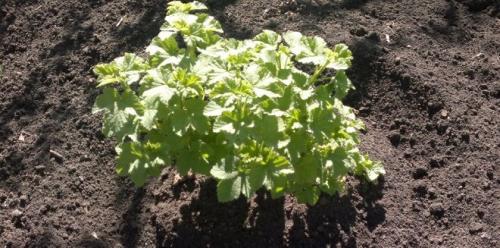 Чем полить смородину. Подкармливаем смородину правильно. Чем подкормить смородину для обильного плодоношения