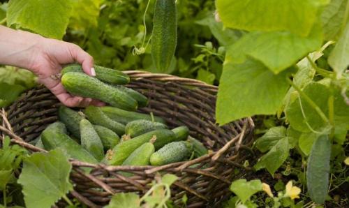 Огурцы в августе. Огурцы можно собирать весь август: рецепты секретных подкормок для омоложения огуречных плетей и продления плодоношения