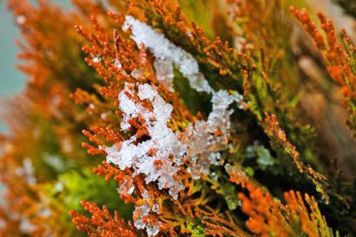 Сохнут кончики туи. Недостаточный или неправильный уход за туей