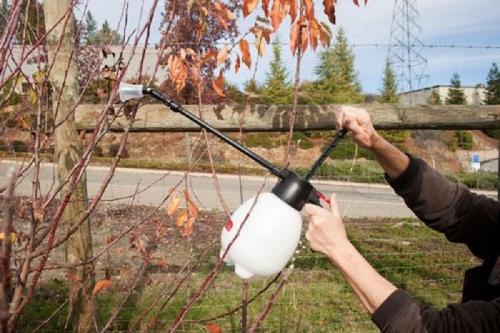 Можно ли смешивать железный купорос и мочевину. Препараты для опрыскивания плодовых деревьев