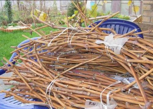 Как правильно хранить чубуки винограда. Где хранить черенки винограда до весны 07