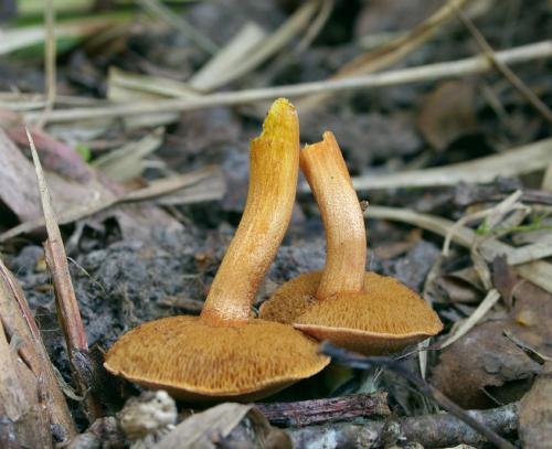 Как отличить козляк от перечного гриба. Перечный гриб, Chalciporus piperatus