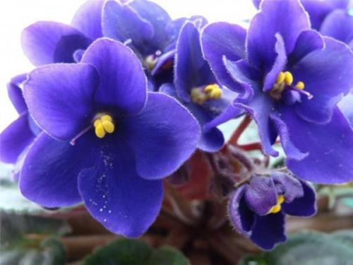 Дерево счастья комнатный цветок. 15