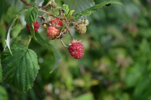 Чем удобрять малину в августе. Чем подкормить малину в августе, чтобы увеличить урожай