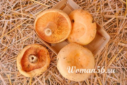 Как приготовить рыжики в сметане. Жареные рыжики со сметаной