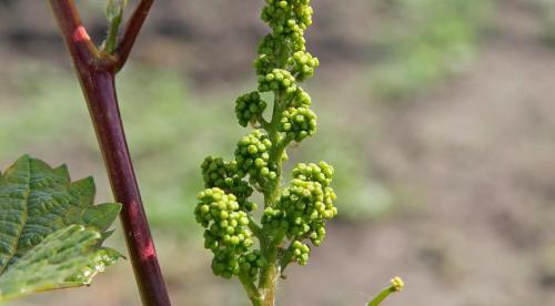 При каких температурах укрывают виноград на зиму. Сроки укрывания винограда 08 При каких температурах укрывают виноград на зиму. Сроки укрывания винограда 08