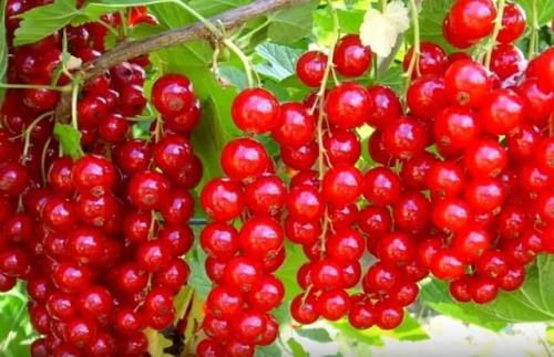 Обрезка смородины после сбора урожая. Обрезка смородины летом