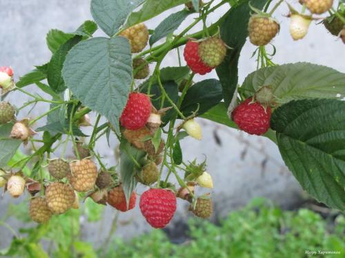 Уход за малиной в августе. Что сделать с малиной в августе-сентябре, чтобы на следующий год был отменный урожай