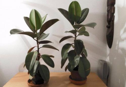 Как обрезать фикус каучуконосный. Описание и особенности культуры 01