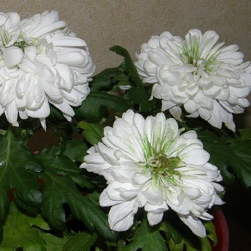 Хризантемы выращивание и уход зимой. Общая подготовка к зимовке 03