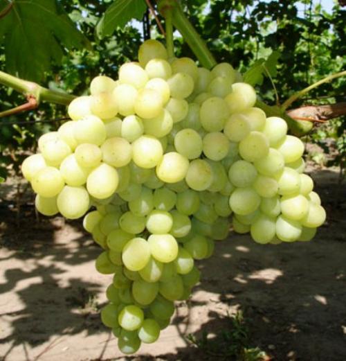 Технические сорта винограда для средней полосы. На что обратить внимание при выборе сорта для Нечерноземья 25