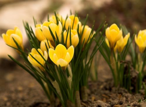 Какие ягоды растут осенью. Описание, свойства и сбор осенних ягод 03