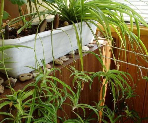 Дерево счастья комнатный цветок. 21