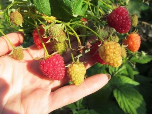 Уход за малиной в августе. Что сделать с малиной в августе-сентябре, чтобы на следующий год был отменный урожай